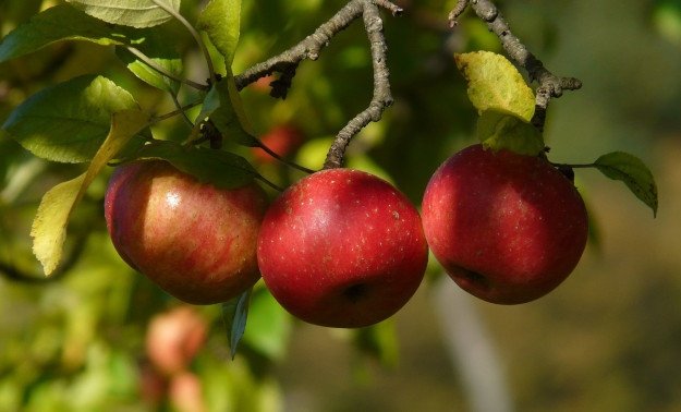 Labour Shortages An Ongoing Concern For Apple Harvest Season