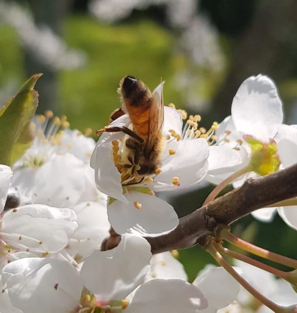 The Thrum of the Honey Bee