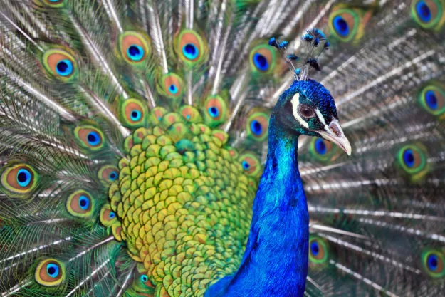 Peacocks and Ostriches