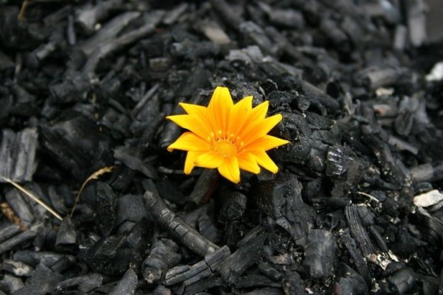 Out of the Ashes