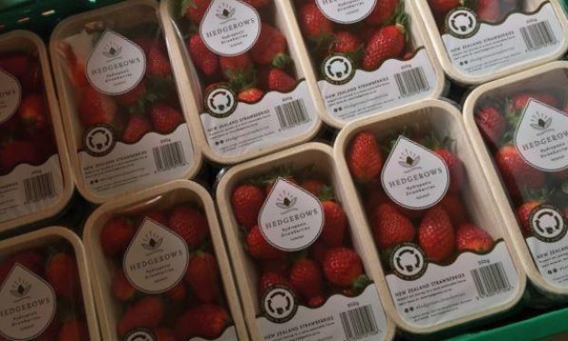 Hedgerows Hydroponic Strawberries