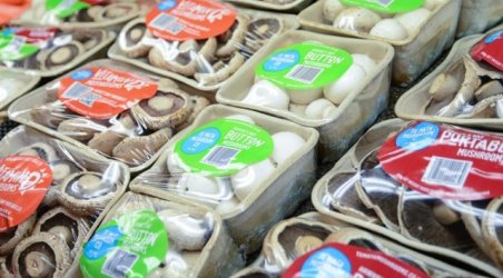 TE MATA MUSHROOM CO