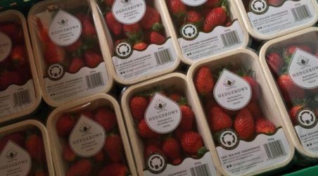 Hedgerows Hydroponic Strawberries